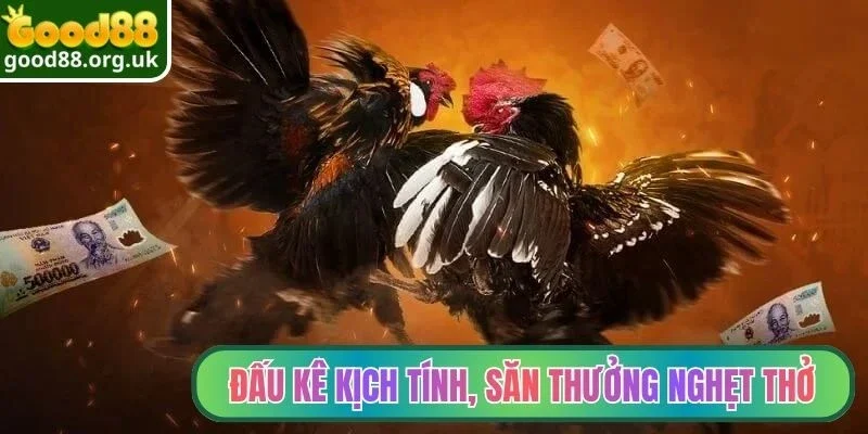 Đấu kê kịch tính, săn thưởng đầy nghẹt thở