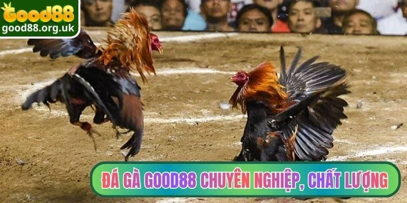 Sảnh đá gà Good88 chuyên nghiệp, chất lượng