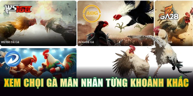 Theo dõi chọi gà mãn nhãn từng khoảnh khắc